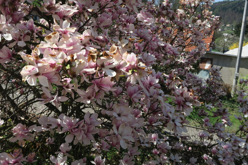 magnolie před klášterem nádherně rozkvetla
