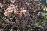 magnolie před klášterem nádherně rozkvetla