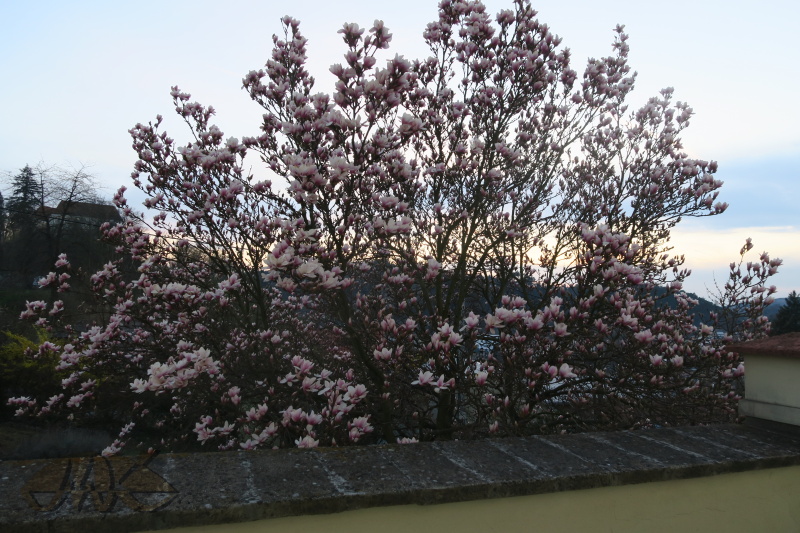 magnolie rozkvétá