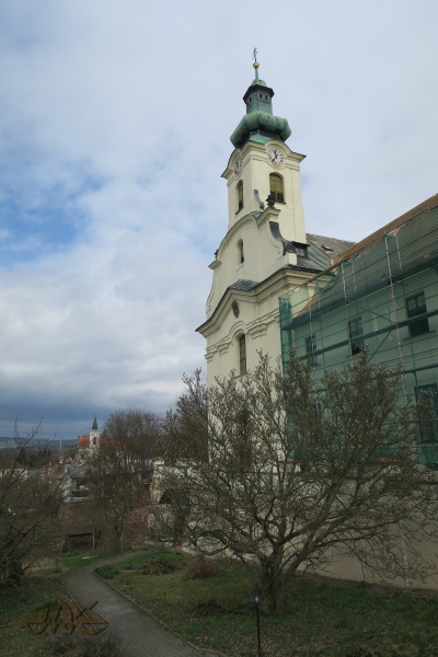 magnolie letos ještě nekvete